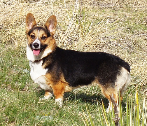 Arya @ 1 Year Old - CORGI OWNER: Stuart in Glendive, MT Arya @ 1 Year Old - CORGI OWNER: Stuart in Glendive, MT